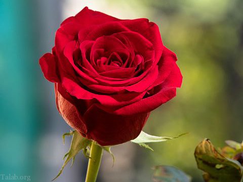 عکس های زیبای گل سرخ | مجله اینترنتی انعکاس